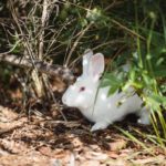 隠れるうさぎ/動物行動学者監修　ウサギの怖いものって何？怯えるウサギの行動・心